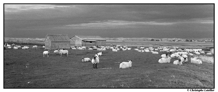 Photo panoramique noir et blanc de la galerie "Panoramiques".Elevage de moutons dans les prés-salés de la baie du Mont Saint Michel. © Decembre 2005 Christophe Letellier,tous droits réservés.