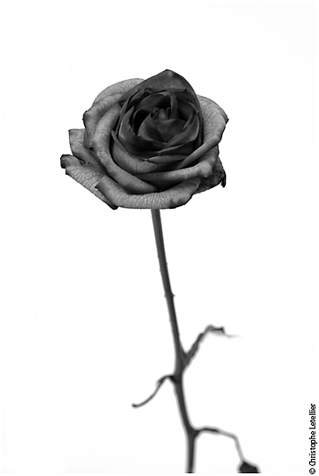 photo monochrome d'une rose bleue à forme humaine