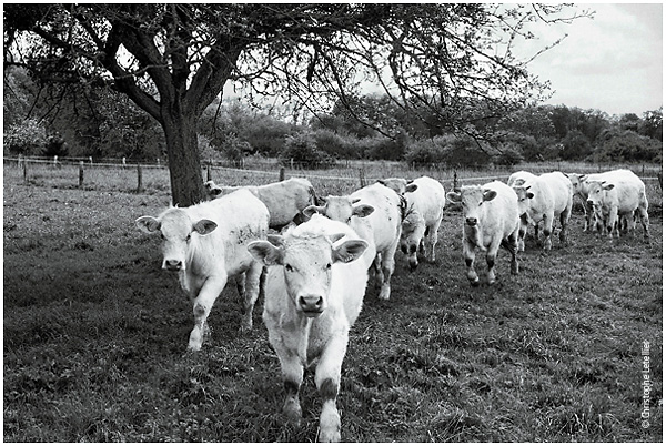 Photo noir et blanc de la galerie "Haute Normandie". Un défilé de vaches normandes attirées par l'objectif du photographe. © Mai 2002 Christophe Letellier, tous droits réservés. Pour revenir à la galerie, cliquez sur la photo.