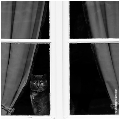 Photo noir et blanc de chat noir. © Août 2007 Christophe Letellier, tous droits réservés. Pour revenir à la galerie, cliquez sur la photo.
