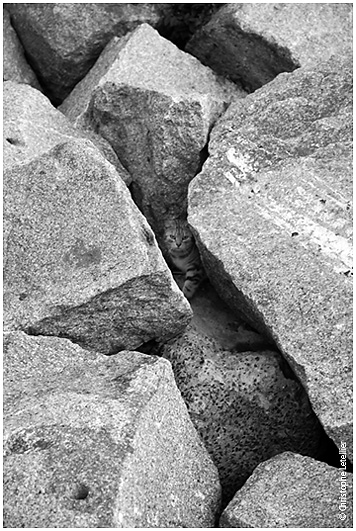 Jeune chat dissimulé dans les rochers. © 2009 Christophe Letellier tous droits réservés. Pour revenir à la galerie, cliquez sur la photo.