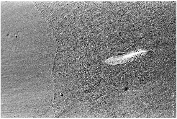 Photo noir et blanc de la galerie "ras du sol;petite plume abandonnée par les flots. Pour revenir à la galerie, cliquez sur la photo.