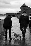 Jeune Chiot  St Malo