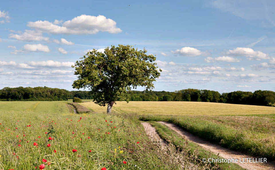 Photo carte postale en couleur d'un paysage buccolique normand avec ses champs de blé et ses coqueliquots © 2015 Christophe Letellier all rights reserved. 