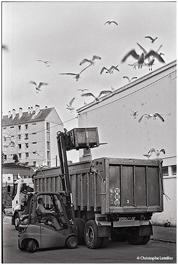 photo noir et blanc de mouettes attires par les dchets de poissons dans le port du rosmeur de Douarnenez.  © 2011 Christophe LETELLIER, tous droits réservés. Reproduction interdite sans autorisation préalable de l’auteur. Pour revenir à la galerie, cliquez sur la photo.