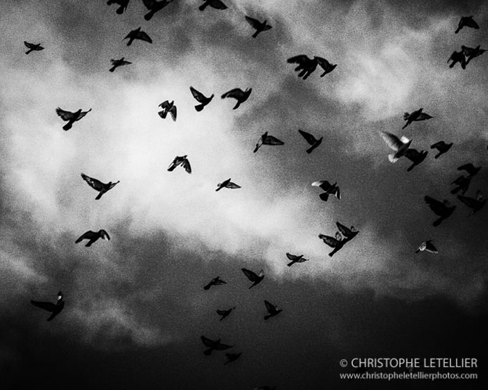 Photo en noir et blanc d'une envolée de mouettes au dessus de St Valery sur Somme © 2015 Christophe Letellier tous droits réservés. Pour revenir à la galerie, faites un clic-gauche sur la photo.
