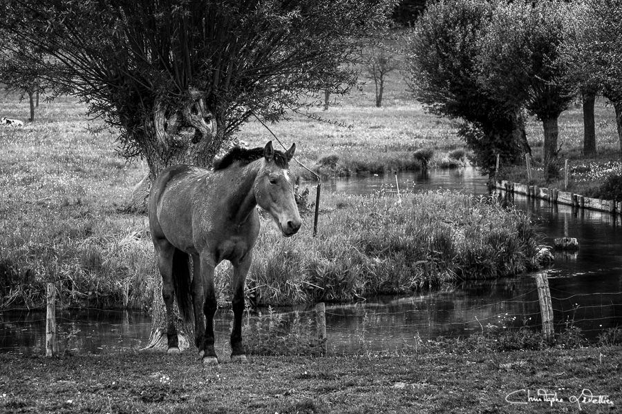 Photo en noir et blanc d'une apparition mysterieuse d'une jeune fille se dessinant dans l'entre patte avant d'un cheval. © 2016 Christophe Letellier all rights reserved. 