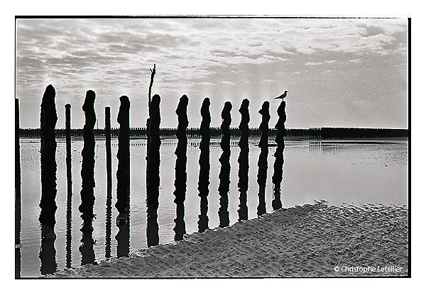 Photo noir et blanc d'une mouette scrutant l'horizon au sommet d'un bouchot© 2011 Christophe LETELLIER, tous droits réservés. Reproduction interdite sans autorisation préalable de l’auteur. Pour revenir à la galerie, cliquez sur la photo.