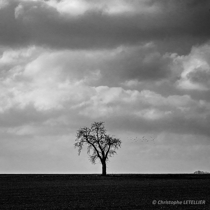 Photo noir et blanc d'un isolé dans une plaine de Normandie © 2015 Christophe Letellier all rights reserved. 