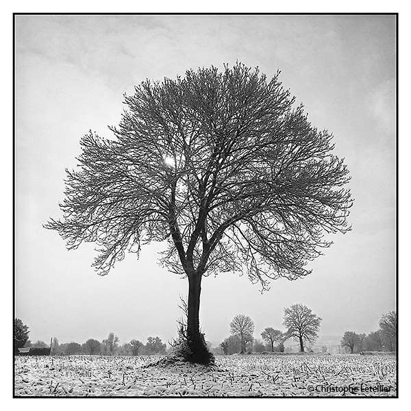 "ARBRE SOUS LA NEIGE". Photo en noir et blanc 6x6 d'un grand arbre recouvert de neige. Nord.© 2006 Christophe Letellier tous droits réservés. Reproduction interdite sans autorisation préalable de l'auteur. Pour revenir à la galerie, faire un clic-gauche sur la photo.