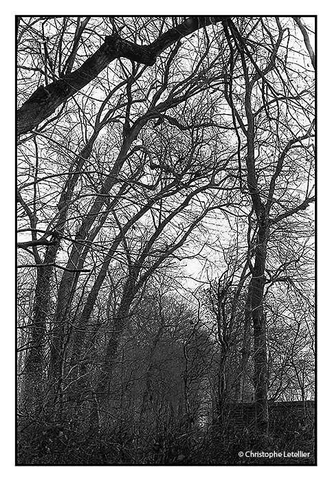 Photo noir et blanc de la galerie de paysages branchés. Tentacules de bois. © Janvier 2002 Christophe Letellier. Pour revenir à la galerie, cliquez sur la photo.