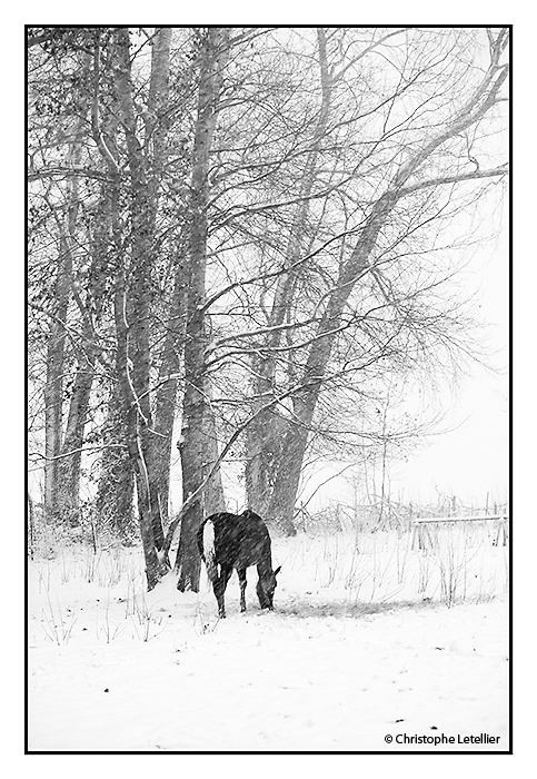 "CHEVAL NOIR SOUS BLANCHE NEIGE". Photo noir et blanc d'un cheval noir sous la blanche neige de Normandie. © 2010 Christophe Letellier. Pour revenir à la galerie, cliquez sur la photo.