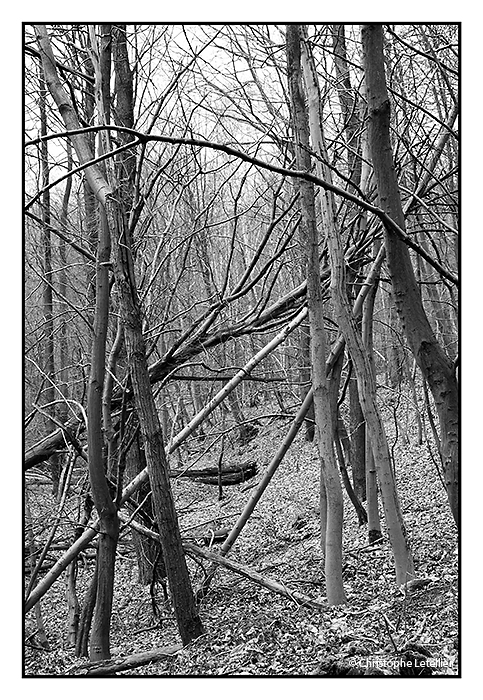 Essai photographique sur des arbres vers Serans dans le Val d'Oise. © 2007 Christophe Letellier. Pour revenir à la galerie, cliquez sur la photo.