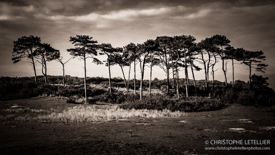 Photo noir et blanc sepia du site protégé de la Pointe d'Agon-Coutainville, dans le département de la Manche© 2015 Christophe Letellier all rights reserved. 