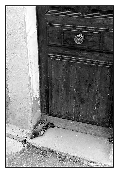 "VALENSOLE-LE PIGEON". Photo noir et blanc d'un pigeon épuisé au seuil d'une porte d'un habitant de Valensole, dans le Verdon. © 2010 Christophe Letellier tous droits réservés.